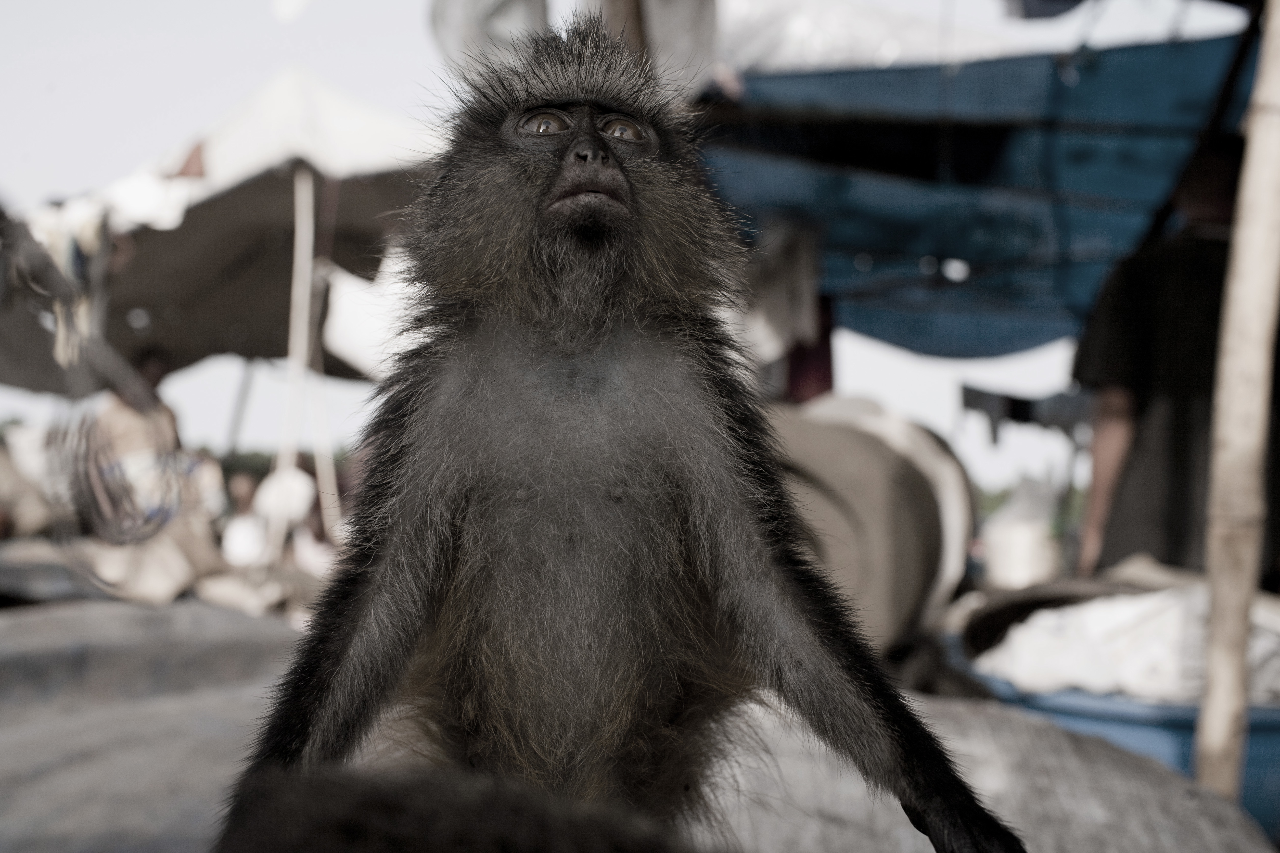 KISANGANI, DEMOCRATIC REPUBLIC OF CONGO MARCH 4: Crew members wash Dola, a chimpanzee, that they bought for US$ 25, while waiting for their boat to leave the Kisangani port for the capital Kinshasa on March 4, 2006 in Kisangani, in Congo, DRC. Dola died a few days later from an unknown disease. Many animals are taken to Kinshasa and sold as pets or for the meat. The Congo River is a lifeline for millions of people, who depend on it for transport and trade. The journey from Kisangani to Kinshasa