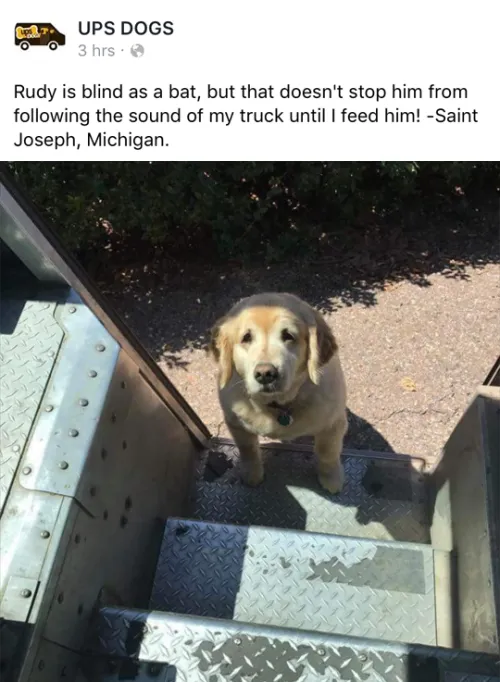 UPS drivers post about pets they come across.