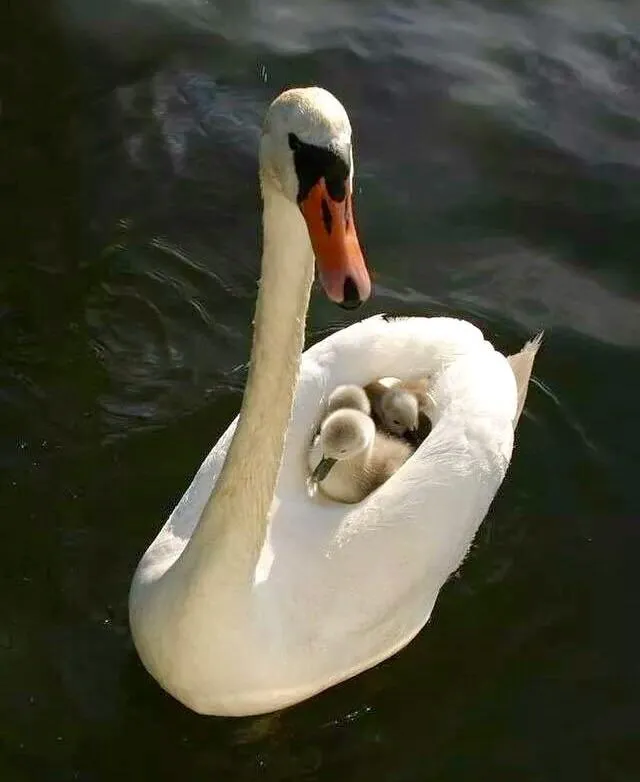 Mama swan out with her babes.