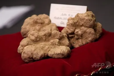This white truffle weighing 850g or about 2 lbs just sold for $119,000 to a buyer from Hong Kong
