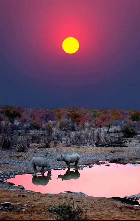 Sunset with Rhinoceri