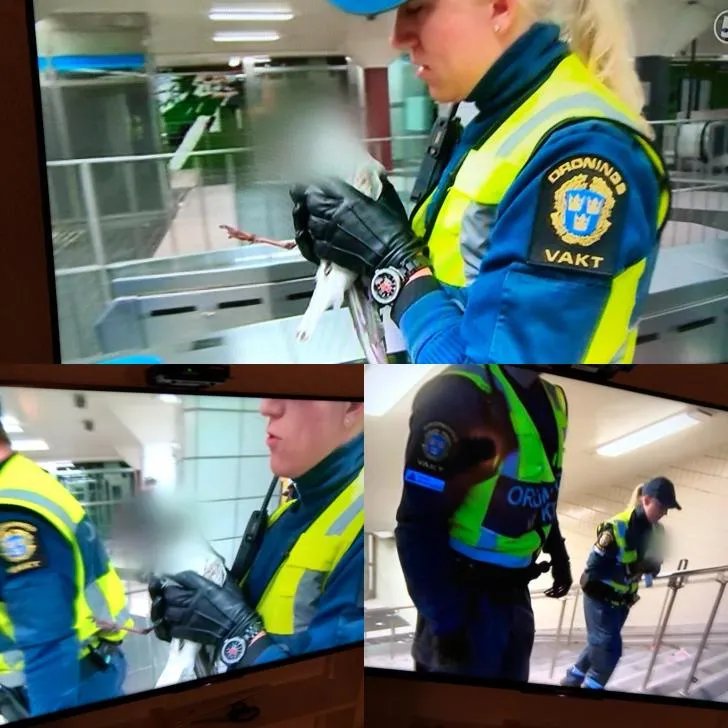 Swedish television channel decided to protect the identity of a seagull that was saved from the subway