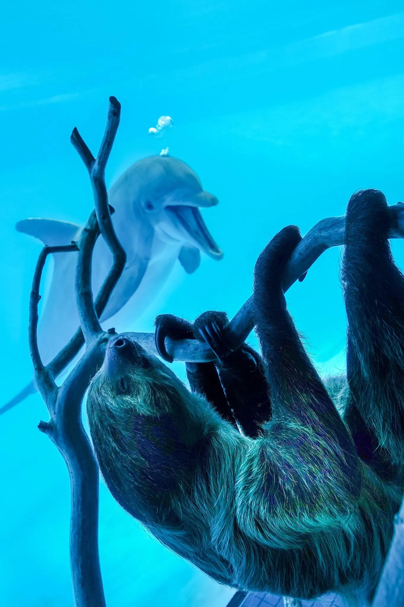 Texas aquarium shows a sloth to the dolphins. 