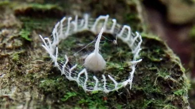 This is Silkhenge. It is made by the mysterious Silkhenge spider, that forms this structure to protect its eggs. 