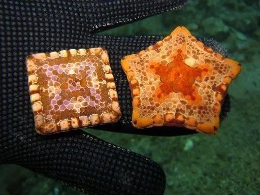 Some 5-pointed starfish can be squared due to birth defects.