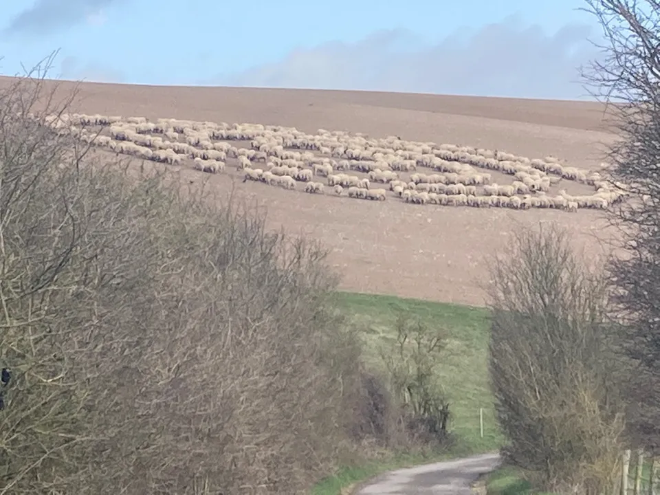 Sheep circles.