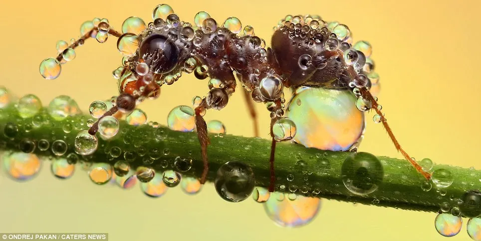 Dew covered insects