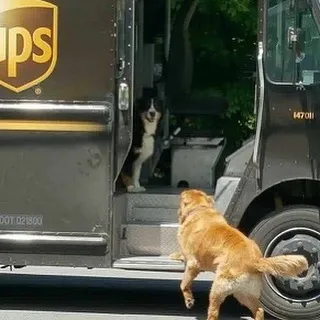 UPS drivers post about pets they come across.