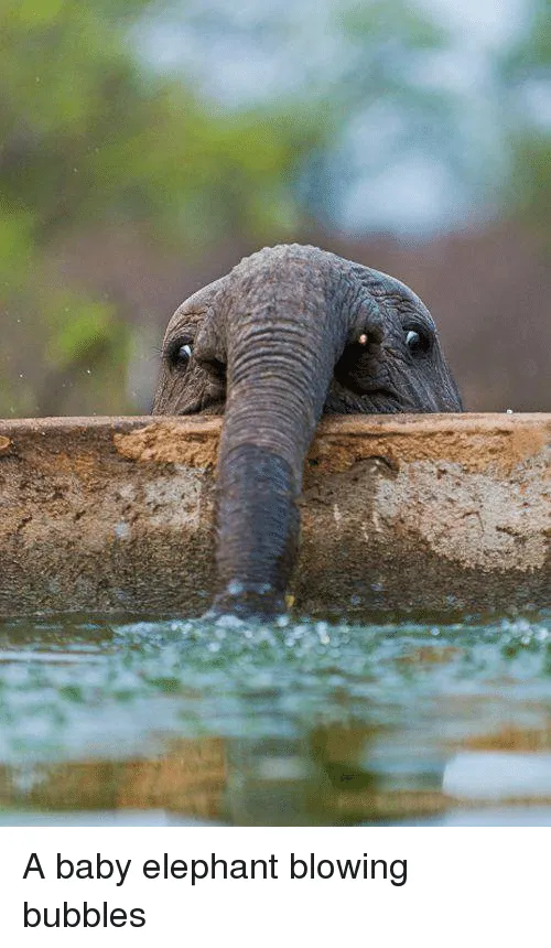 I'm not thirsty, I just like bubbles-- and other elephant cuteness.