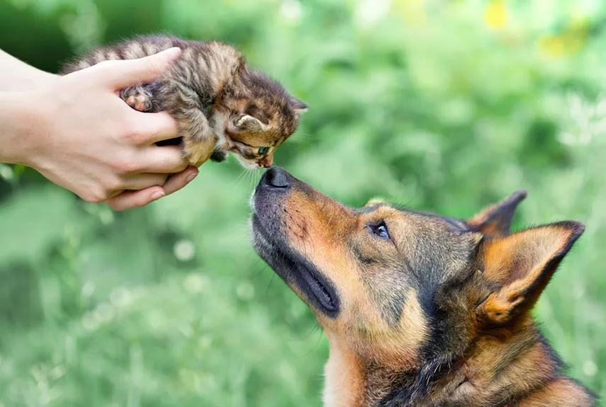 Dogs meeting animals. I could look at these all day.