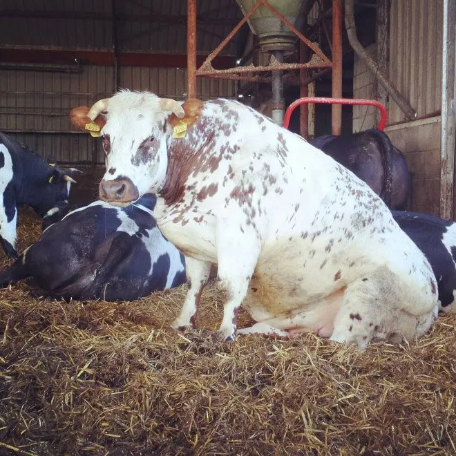 An uncomfortable amount of cows sitting like dogs.