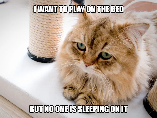 First World Cat Problems [so many]