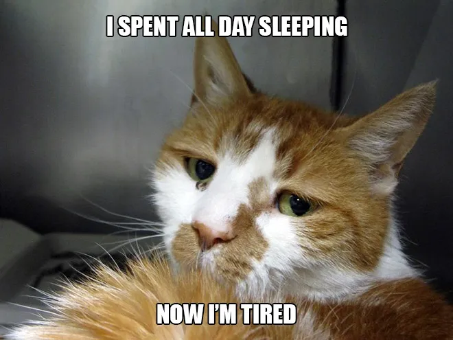 First World Cat Problems [so many]