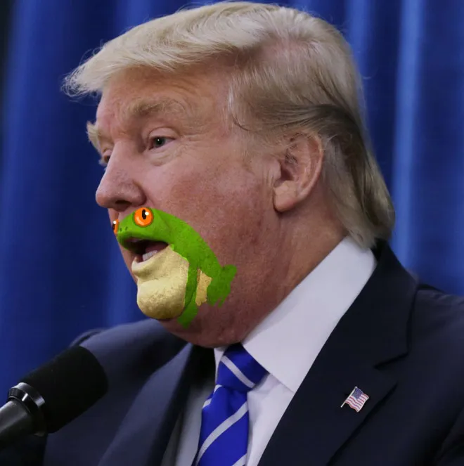 Rare Pepe vs Trumps face. [so many]