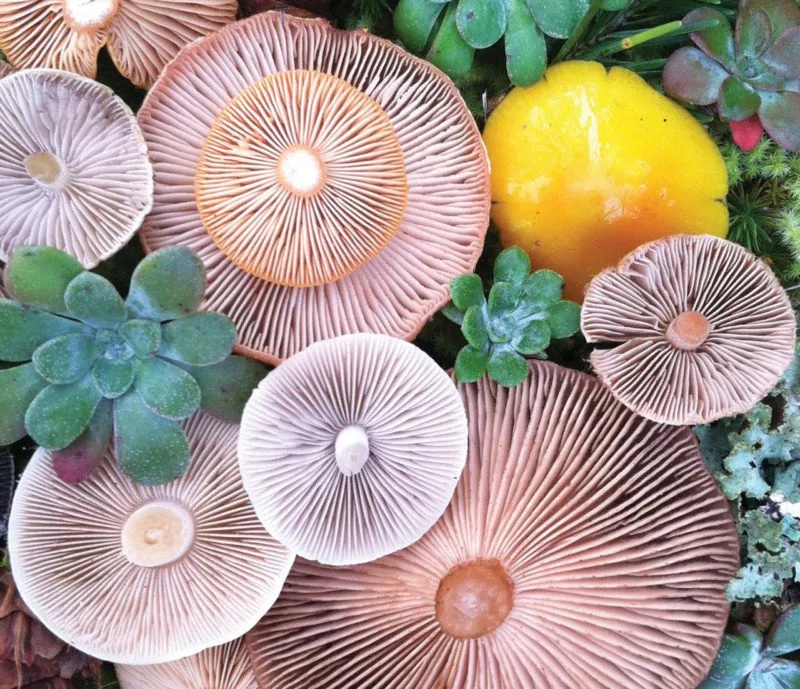 A very mushroom medley
