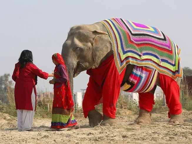 Villagers knit large jumpers to save elephants from near freezing temperature in Mathura, India.
