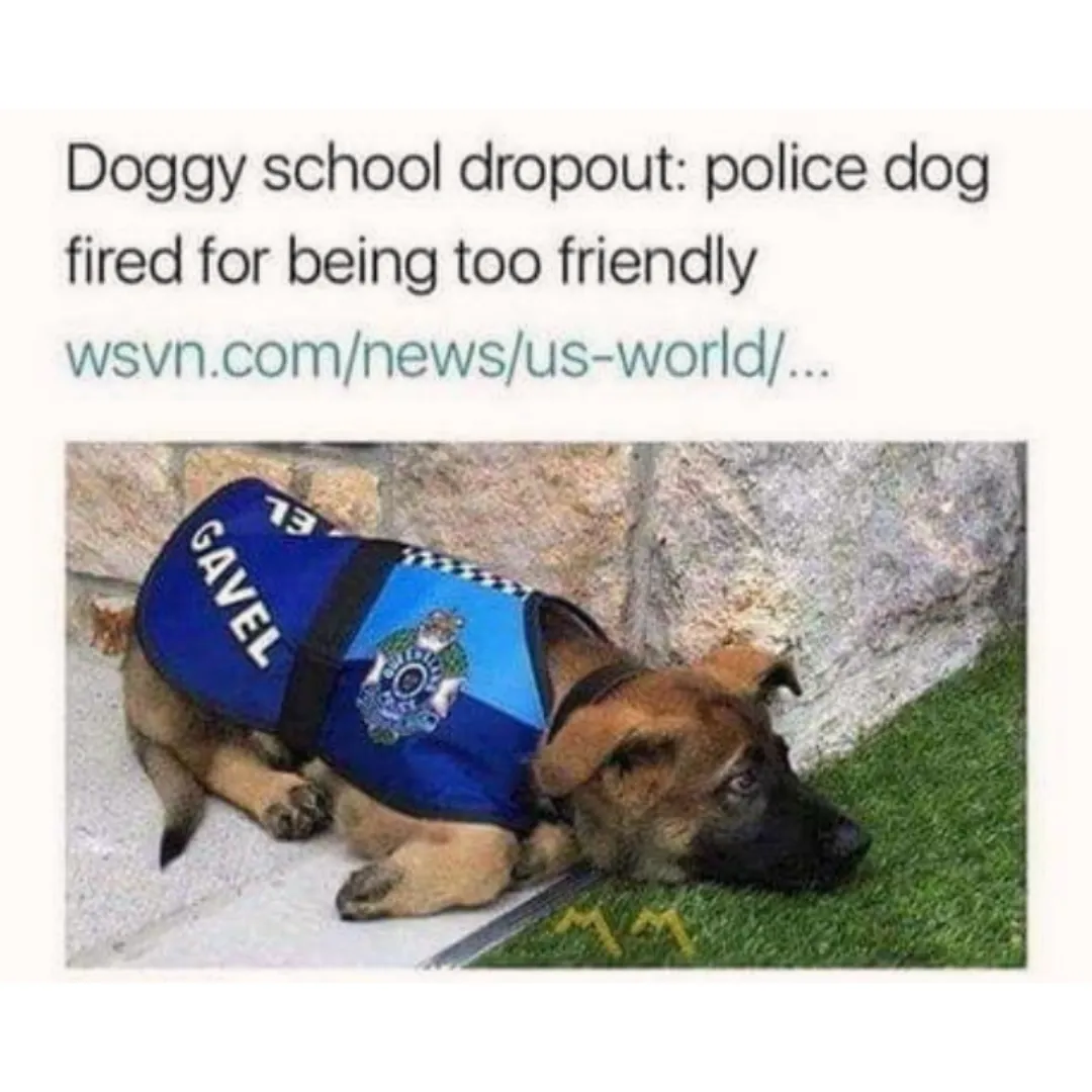 image of a dog who failed police training and got kicked out of the program