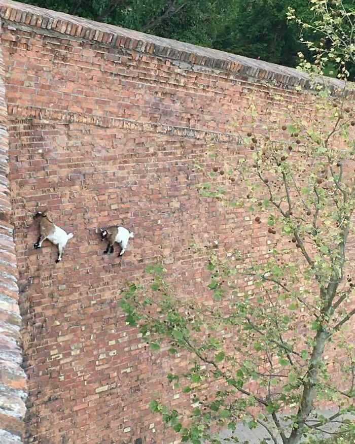 goats on a wall