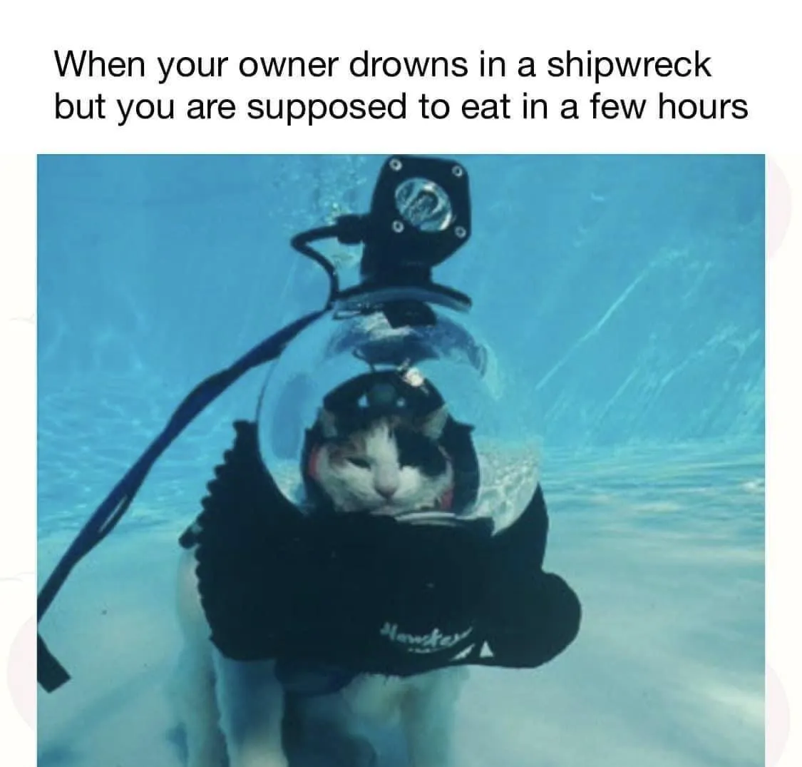 a cat in scuba gear at the bottom of a pool