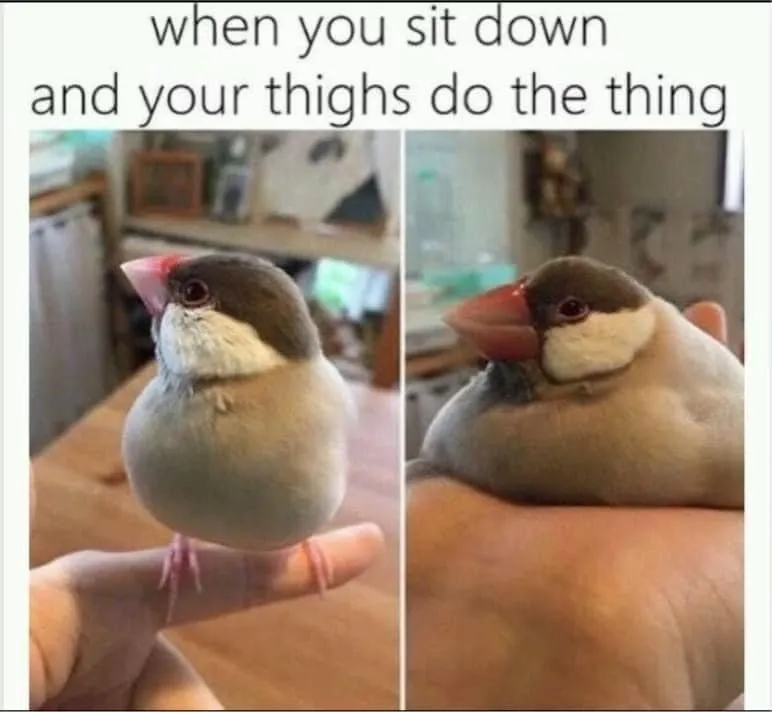 a bird sitting down