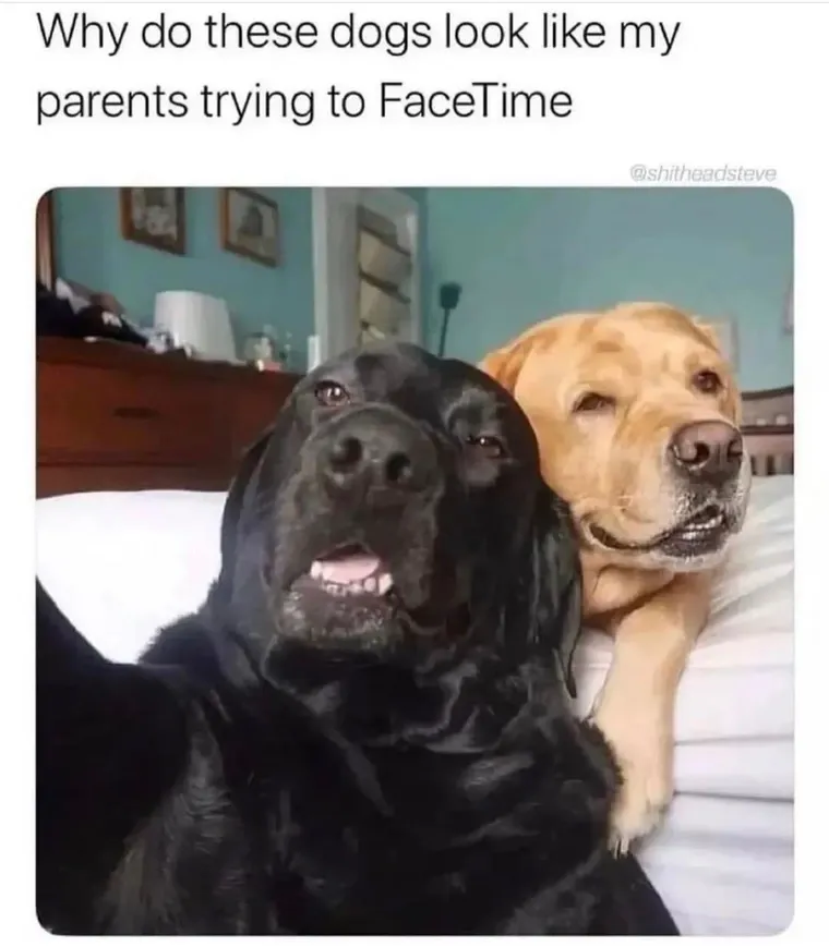 dogs looking like parents using facetime
