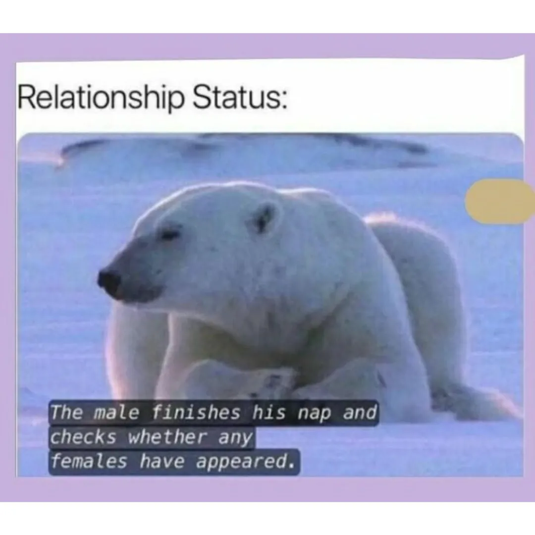 image of a polar bear in a nature documentary