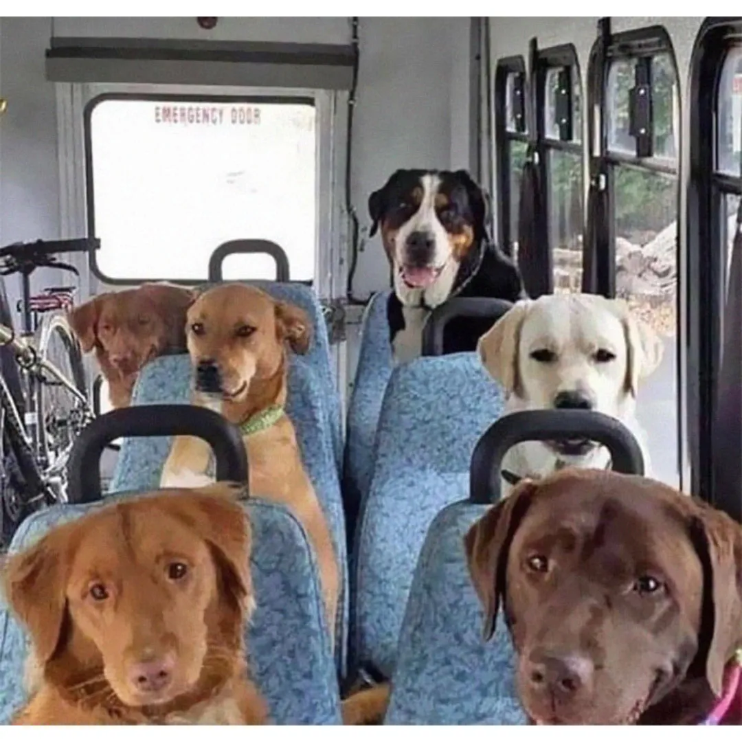 dogs sitting in a bus
