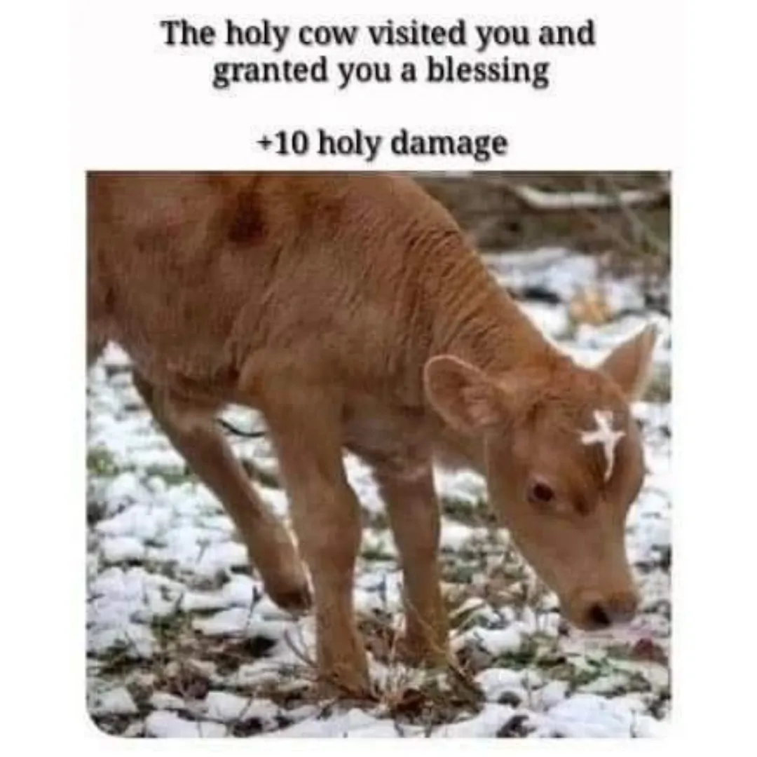image of a cow with fur that looks like a cross on its forehead