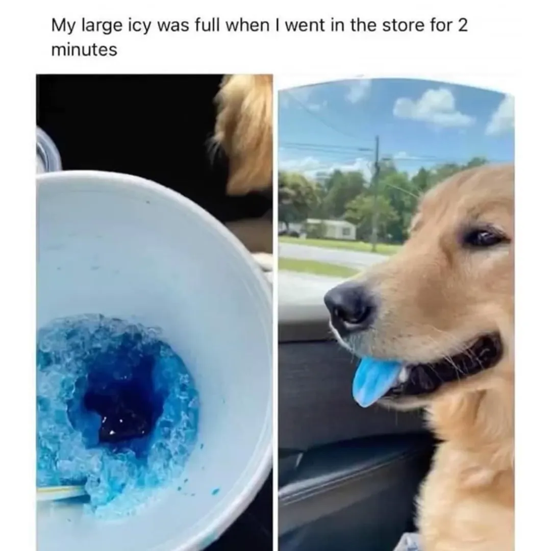 dog with blue tongue after stealing icee