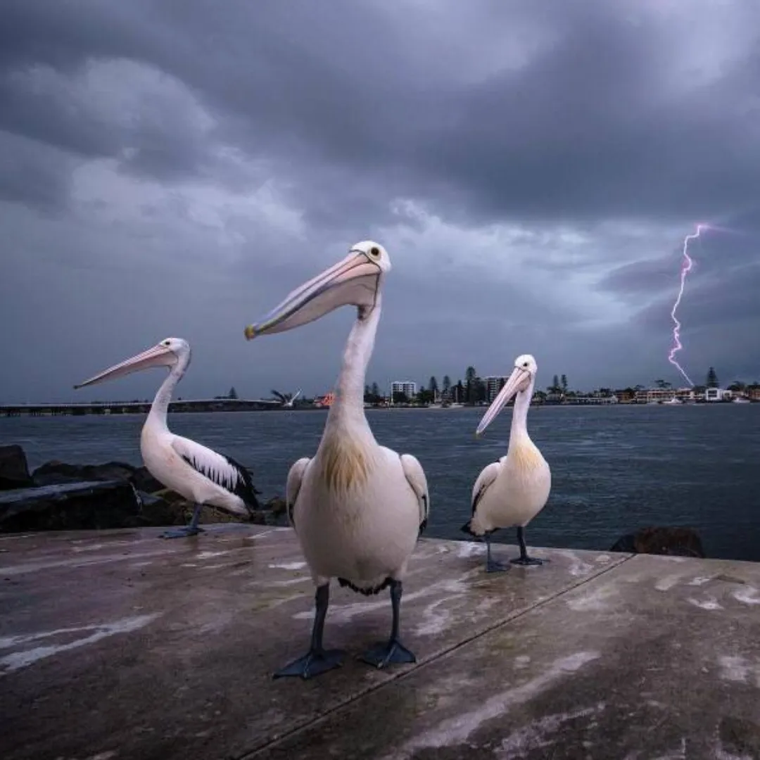 image of three pelicans with lightning in the brackground