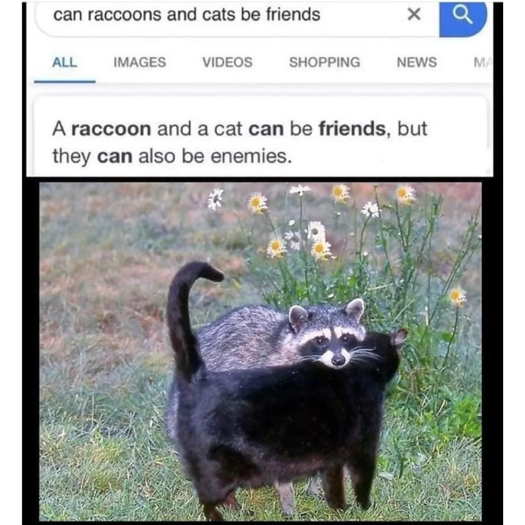 image of cat and raccoon cuddling