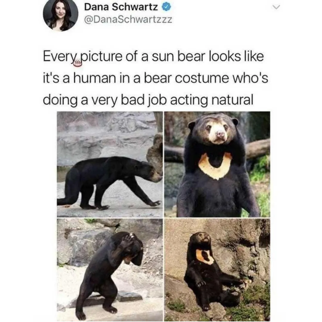 various images of sun bears