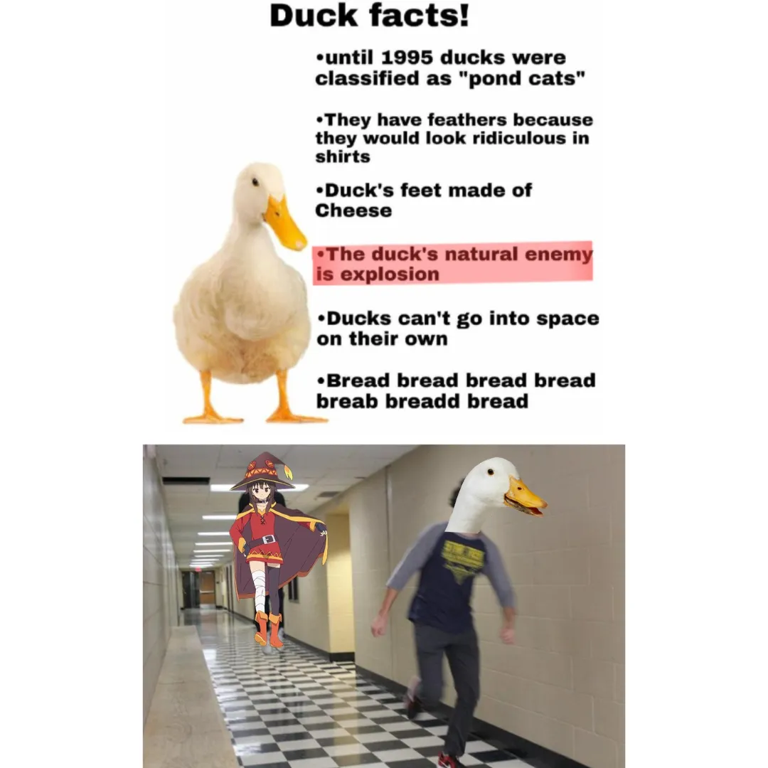 a poster about duck facts