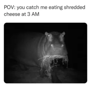 eating cheese