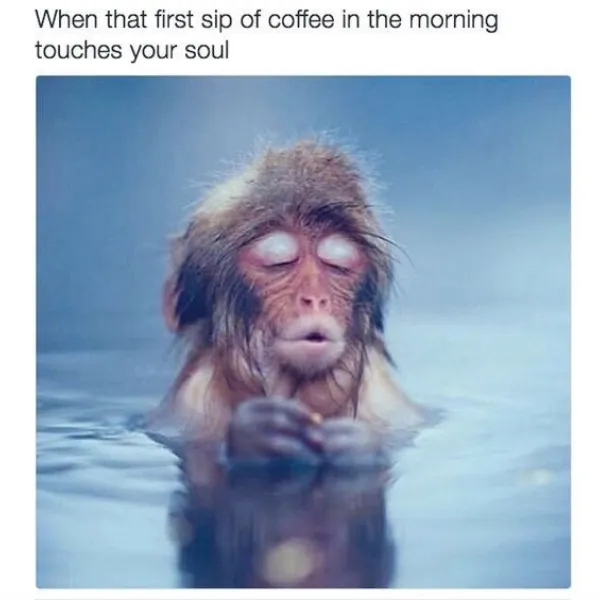 10 Memes that are Monkeying Around