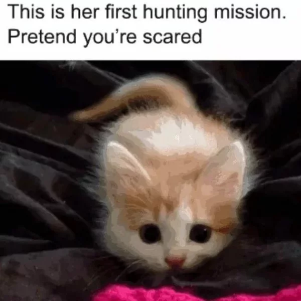 Cutecats Memes