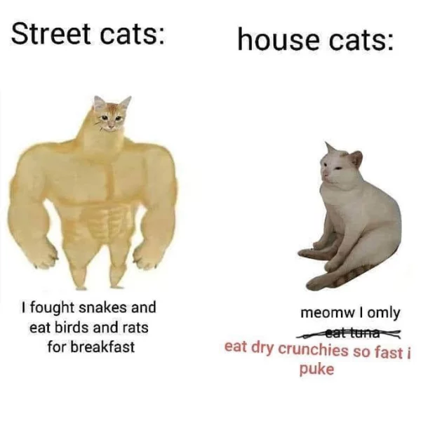 Meme Cats 