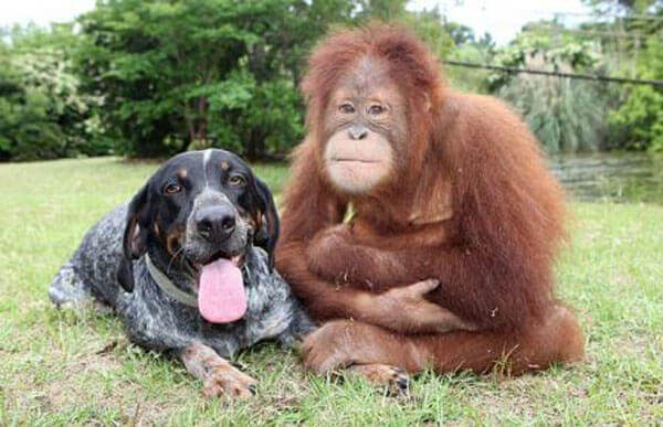 47f94a1d066decc812ade7c4a68d17a2-bluetick-coonhound-oranguta