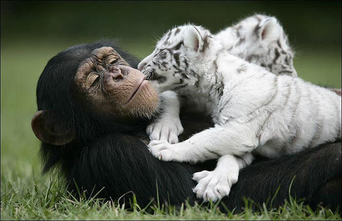 anjana-the-chimpanzee-and-two-tigers-8
