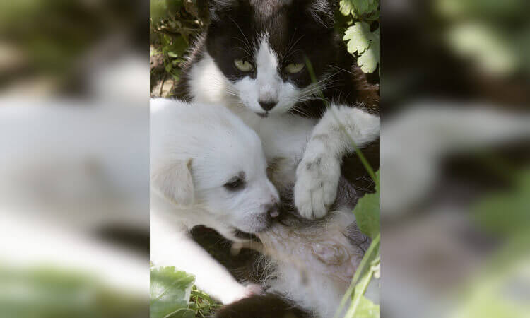 dog-and-kitten