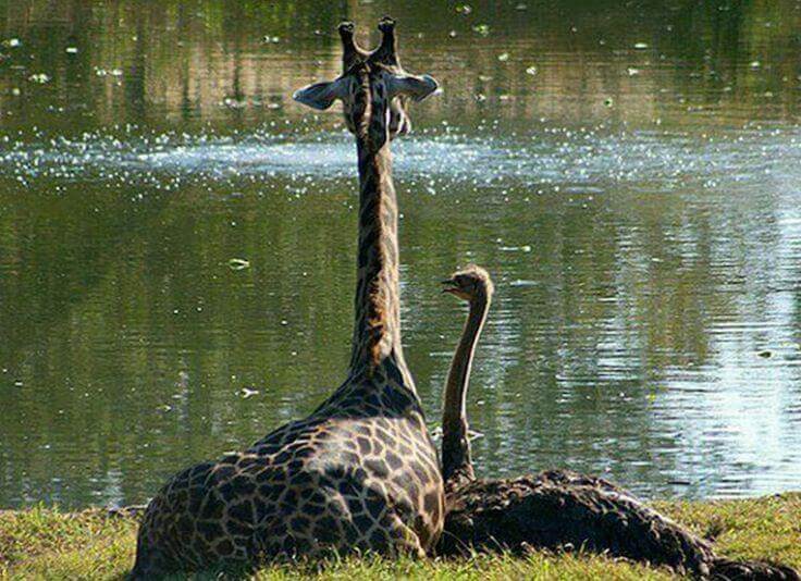 e15c1ec5564431cd79144e351b49189a-ostriches-bestfriends