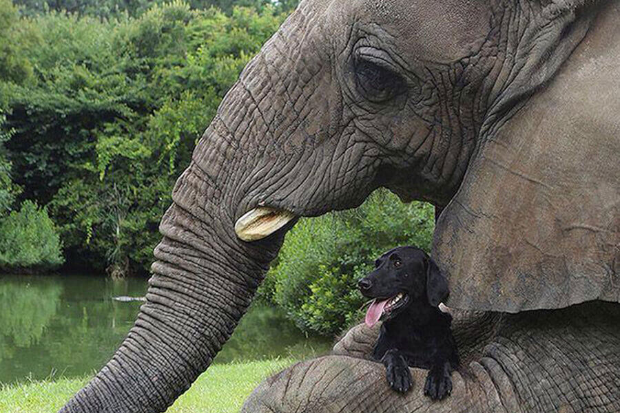 elephant-and-dog-go-swimming