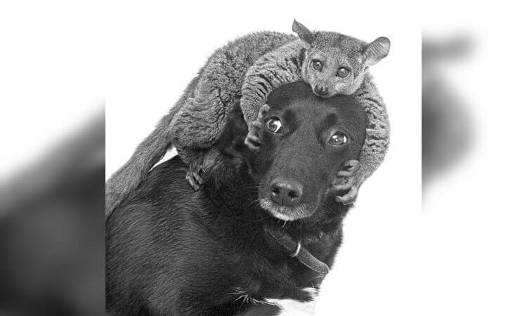 judy-and-bushbaby