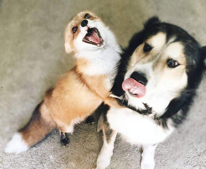 juniper-pet-fox-dog-friendship-moose-7
