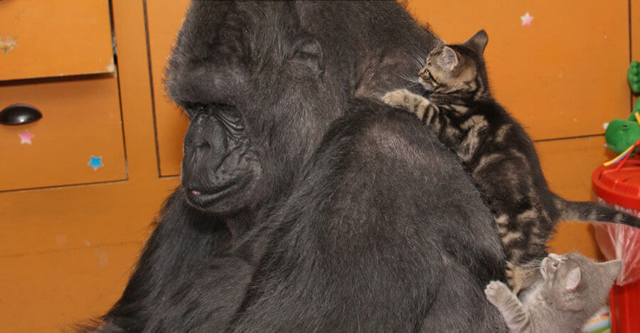 koko_with_2_kittens_on_back