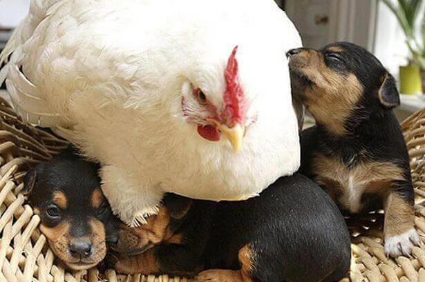 mabel-the-hen-sifr-image-1-934618273