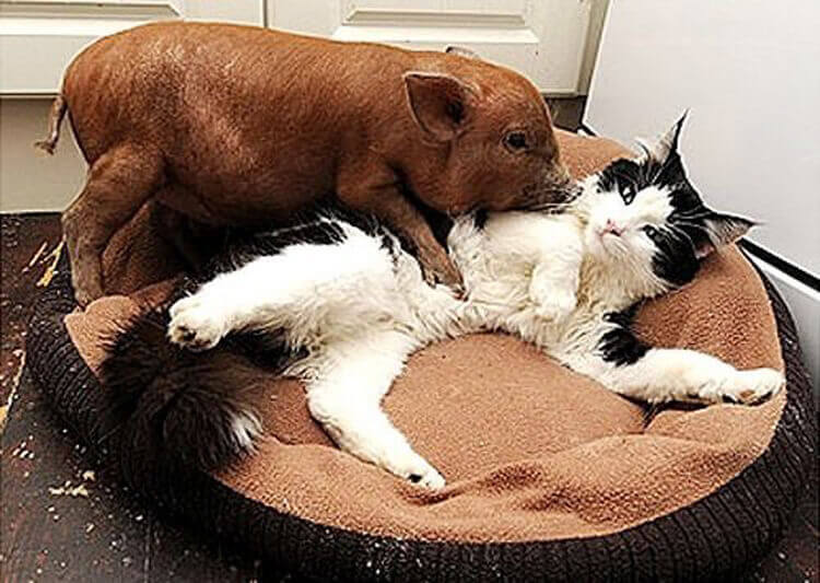 manuka-and-hector