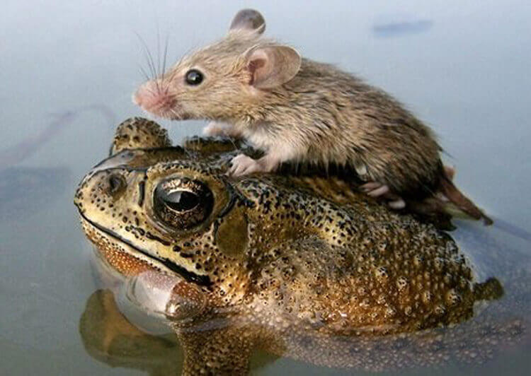 mounse-and-frog