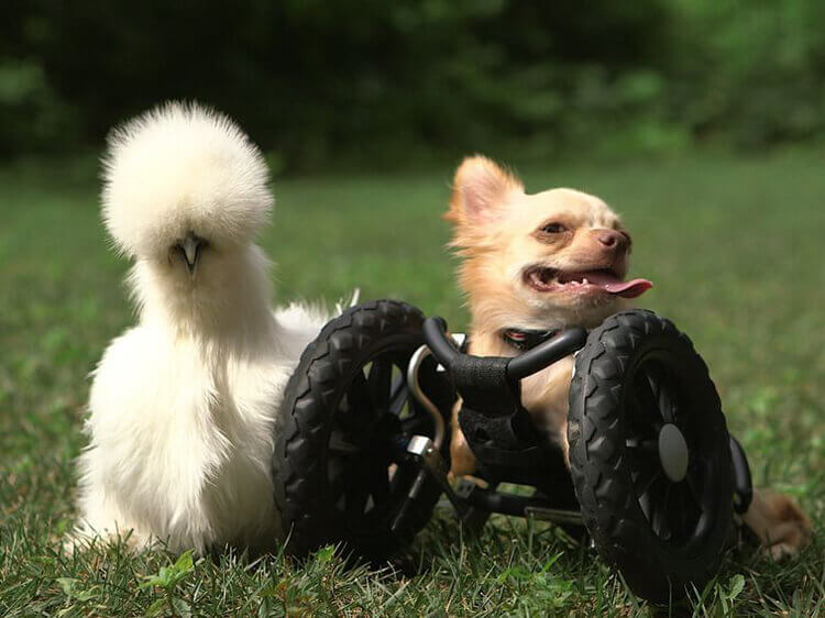 roo-and-buddy