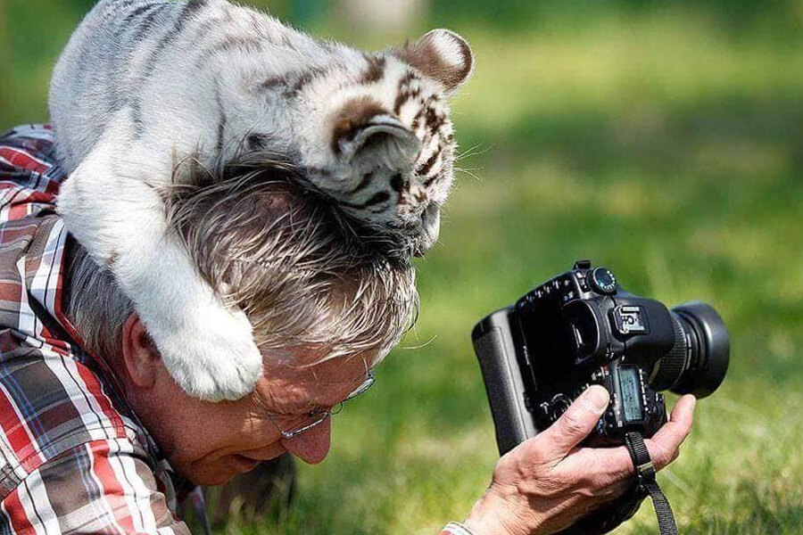 baby tiger hat